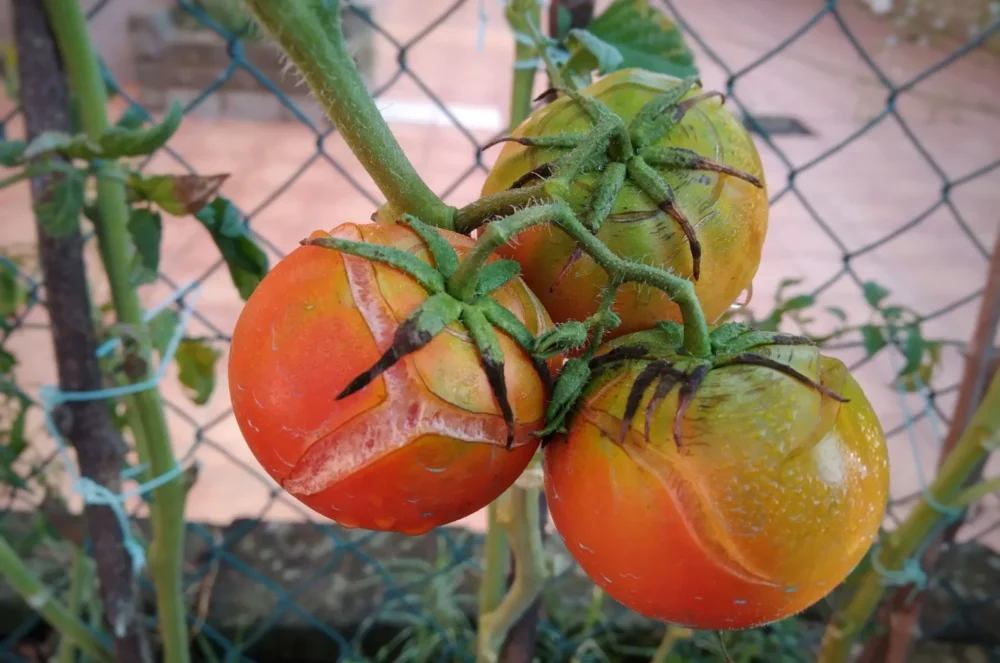 Concentric Tomato Cracking