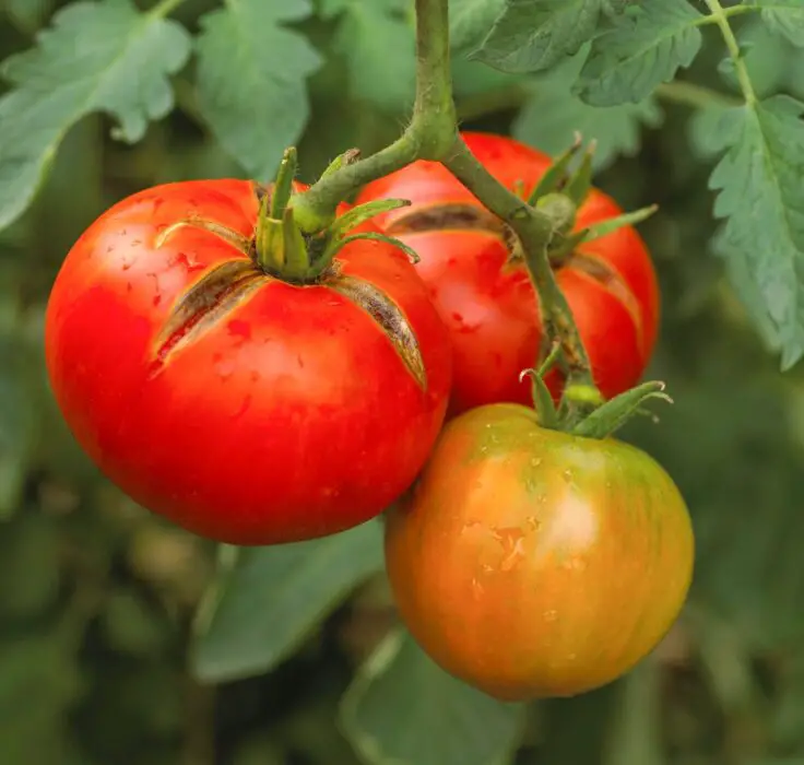 Coping with Split Tomatoes