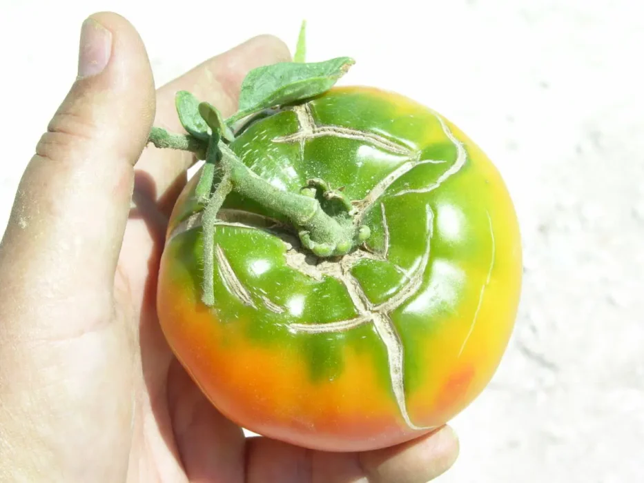 Tomato Radial Cracking or Splitting