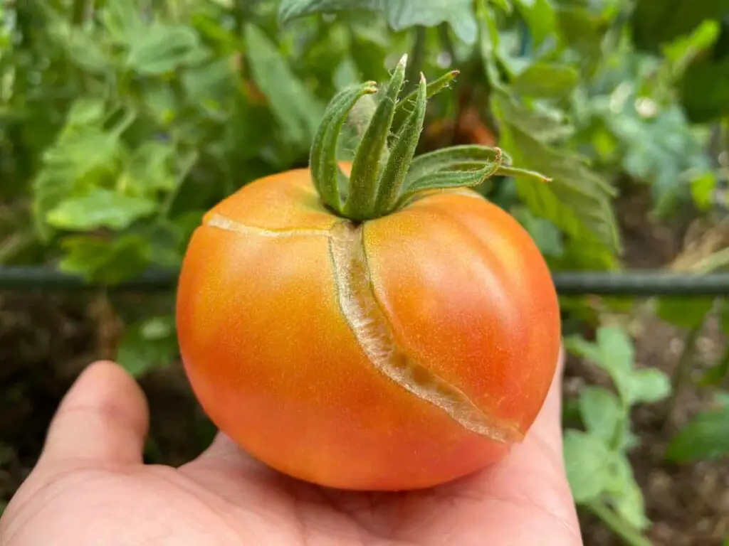 Shoulder Tomato Cracking