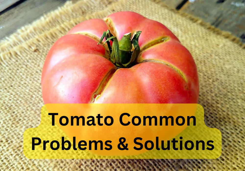Tomato-problems-and-solutions